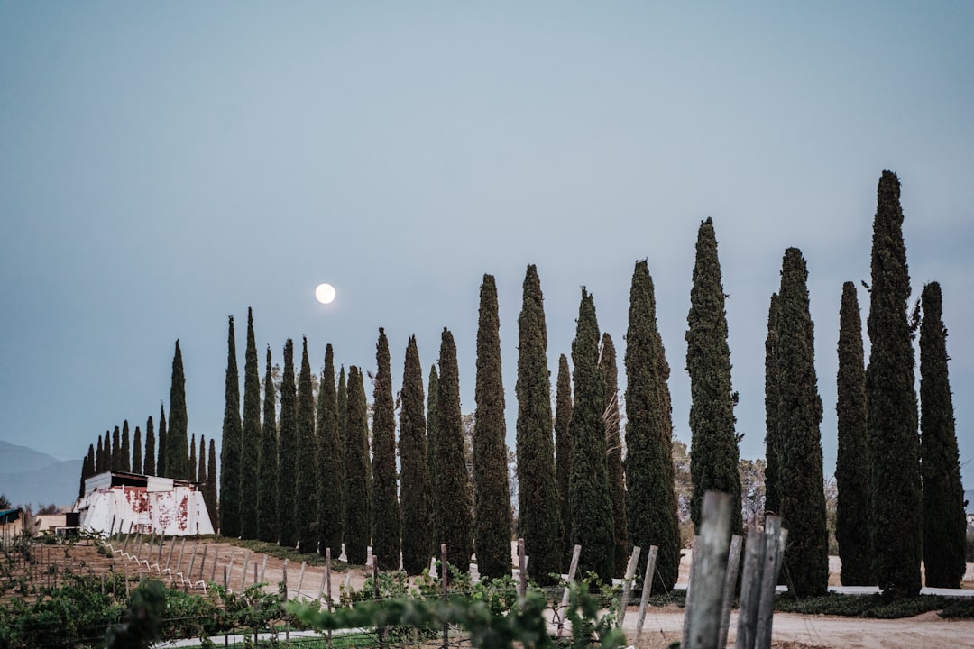 Tall cypress trees silhouetted against a night sky with a full moon