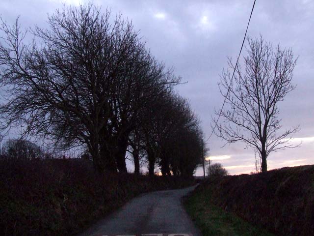 A quiet English country lane at dusk lined with bare winter trees