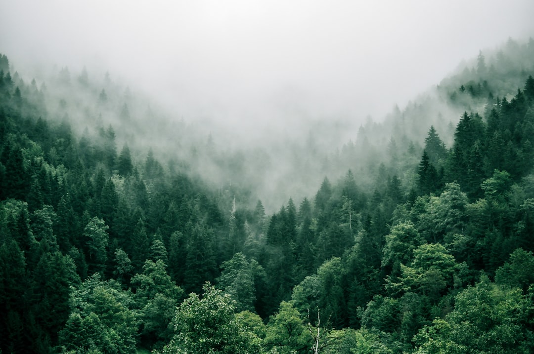 A misty, dense green forest, evoking the Cedar Forest of the epic