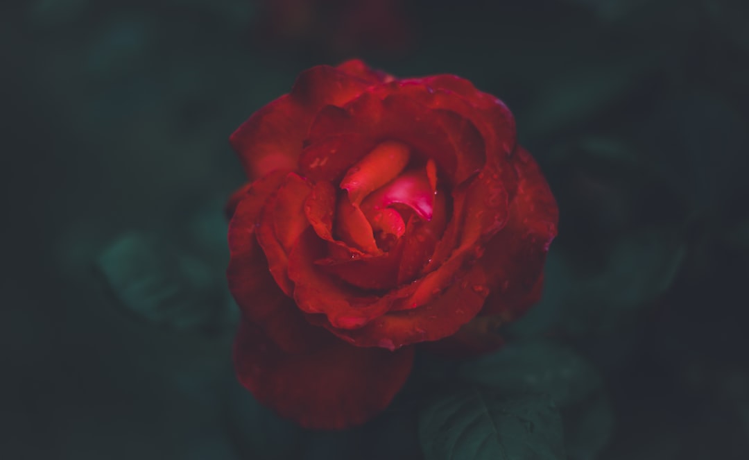 A single dark red rose photographed in low light