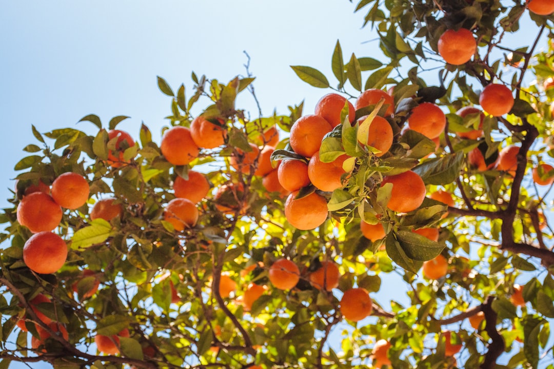 Ripe oranges hanging in a sunlit Spanish orchard